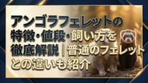 アンゴラフェレットの特徴・値段・飼い方を徹底解説｜普通のフェレットとの違いも紹介