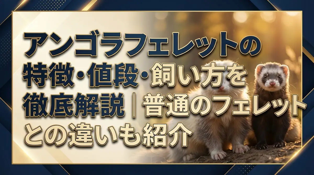 アンゴラフェレットの特徴・値段・飼い方を徹底解説｜普通のフェレットとの違いも紹介