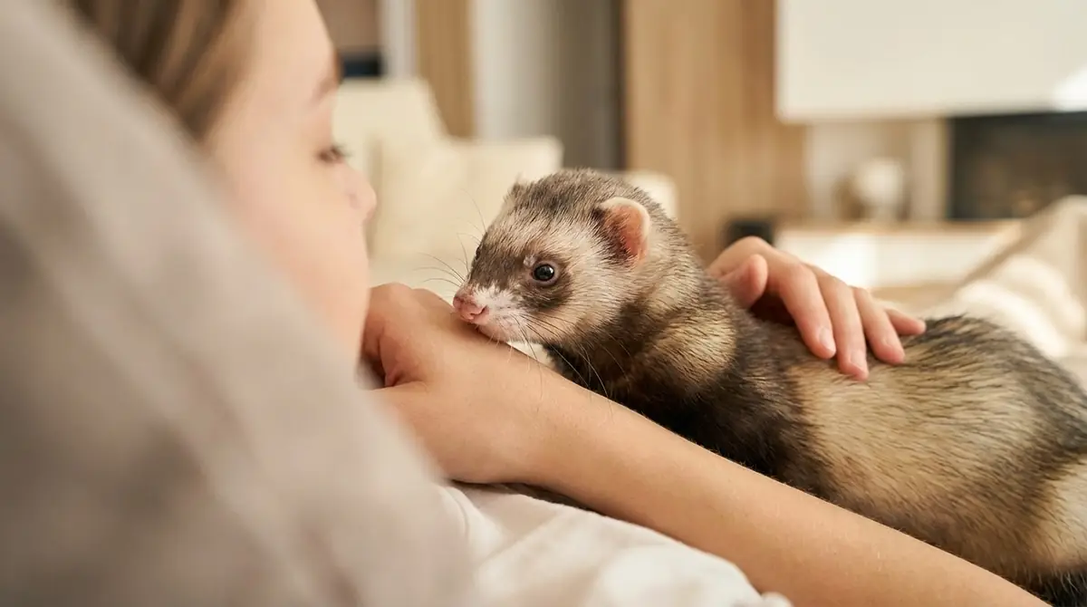 フェレットは飼い主の顔を認識できる？目以外の感覚で判別